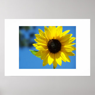Sonnenblume Poster