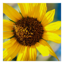 Sonnenblume