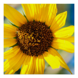 Sonnenblume Poster