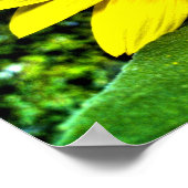 Sonnenblume Poster (Ecke)