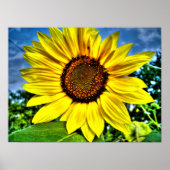 Sonnenblume Poster (Vorne)