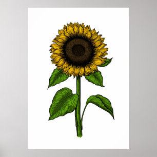 Sonnenblume Poster