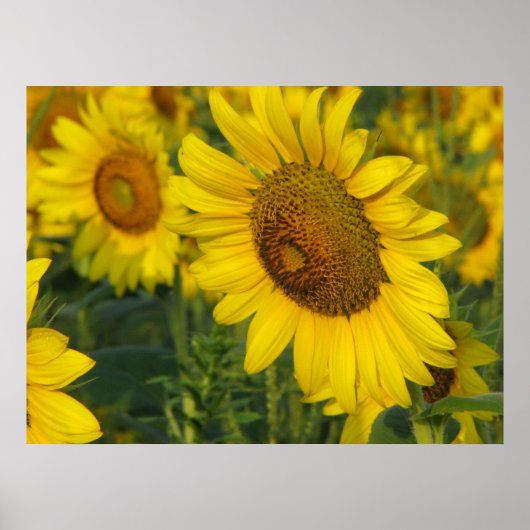 Sonnenblume Poster (Vorne)