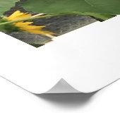 Sonnenblume Poster (Ecke)