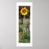 Sonnenblume Poster (Vorne)