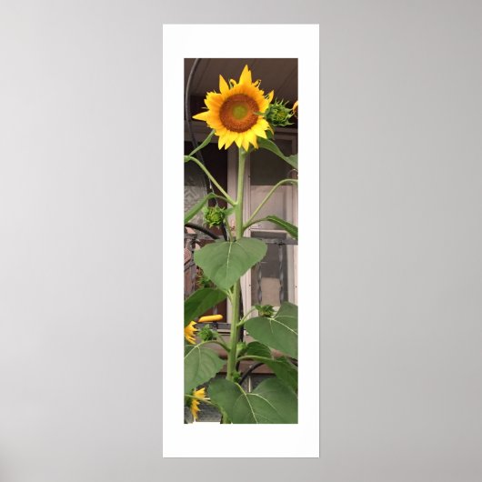 Sonnenblume Poster (Vorne)