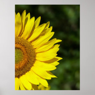 Sonnenblume Poster