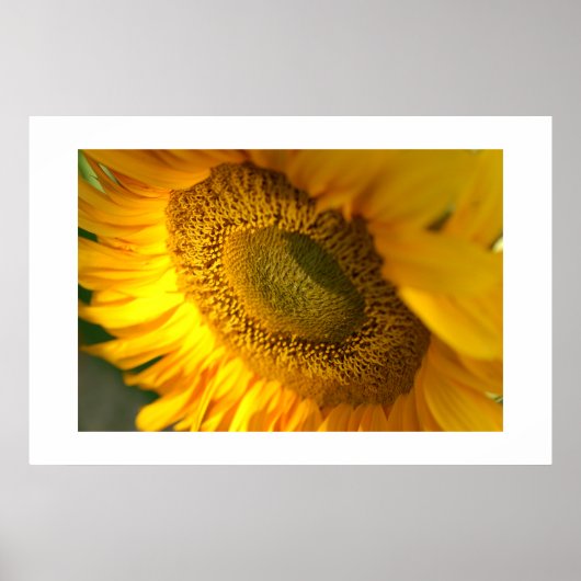 Sonnenblume Poster (Vorne)