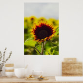 Sonnenblume Poster (Küche)