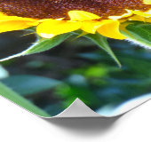 Sonnenblume Poster (Ecke)