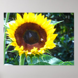 Sonnenblume Poster