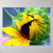 Sonnenblume Poster (Vorne)