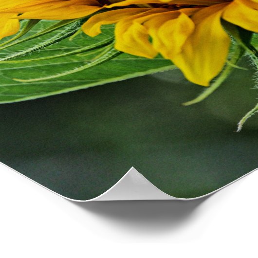 Sonnenblume Poster (Ecke)
