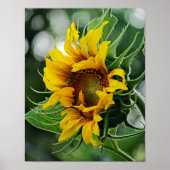 Sonnenblume Poster (Vorne)