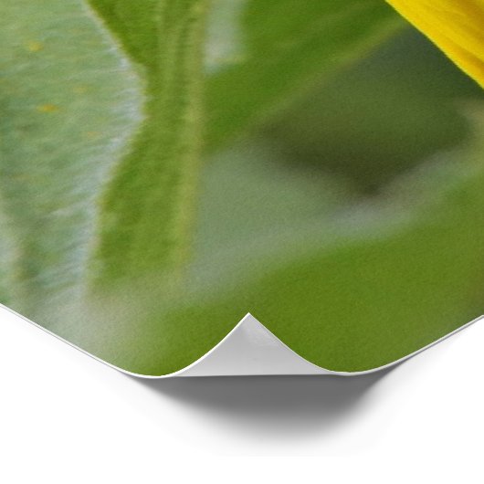Sonnenblume Poster (Ecke)