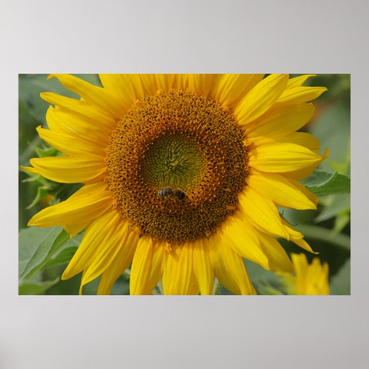 Sonnenblume Poster (Vorne)