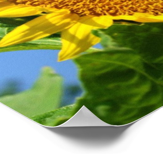 Sonnenblume Poster (Ecke)