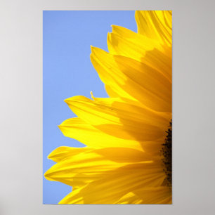 Sonnenblume Poster