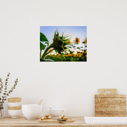 Sonnenblume Poster (Küche)