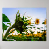 Sonnenblume Poster (Vorne)
