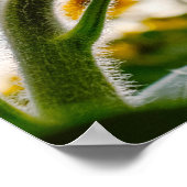 Sonnenblume Poster (Ecke)