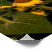 Sonnenblume Poster (Ecke)