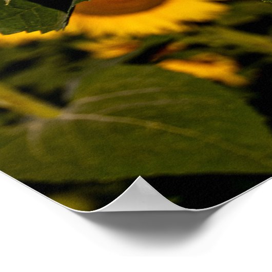 Sonnenblume Poster (Ecke)
