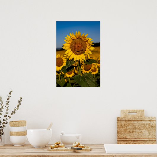 Sonnenblume Poster (Küche)