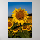 Sonnenblume Poster (Vorne)