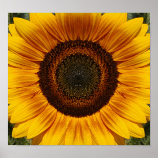 Sonnenblume Poster