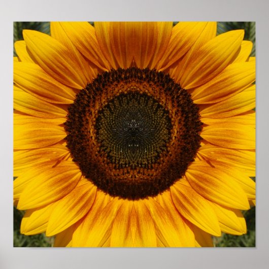 Sonnenblume Poster (Vorne)