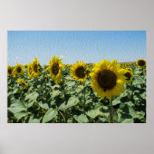 Sonnenblume Poster (Vorne)