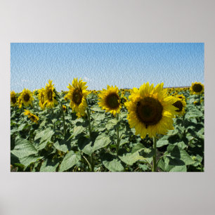 Sonnenblume Poster