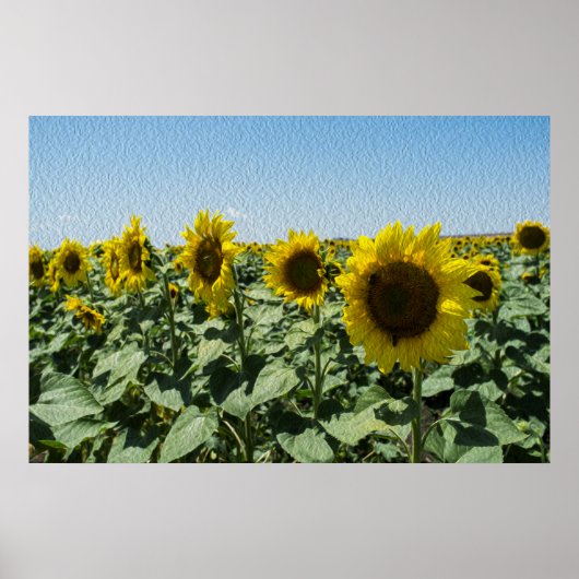 Sonnenblume Poster (Vorne)