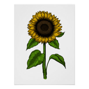 Sonnenblume Poster