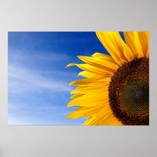 Sonnenblume Poster (Vorne)