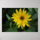 Sonnenblume Poster (Vorne)