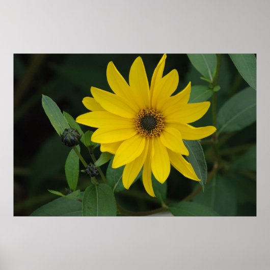 Sonnenblume Poster (Vorne)