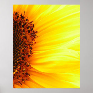 Sonnenblume Poster