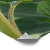 Sonnenblume Poster (Ecke)