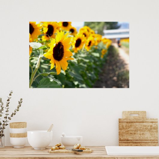 Sonnenblume Poster (Küche)