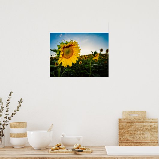 Sonnenblume Poster (Küche)