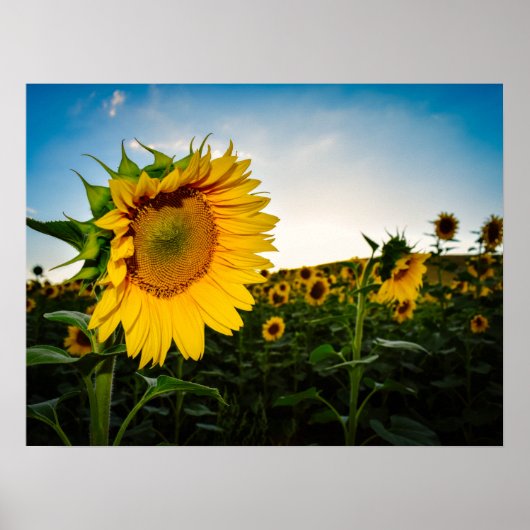 Sonnenblume Poster (Vorne)