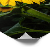 Sonnenblume Poster (Ecke)