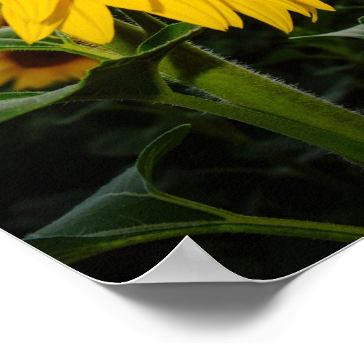 Sonnenblume Poster (Ecke)