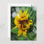 Sonnenblume Postkarte (Vorne/Hinten)