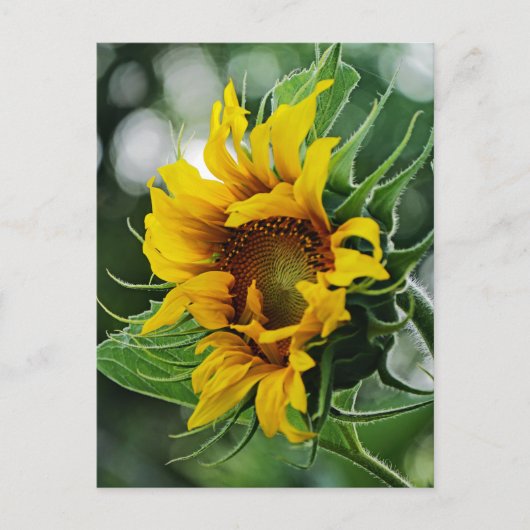 Sonnenblume Postkarte (Vorderseite)