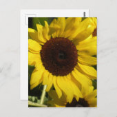 Sonnenblume Postkarte (Vorne/Hinten)