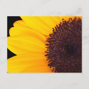 Sonnenblume Postkarte