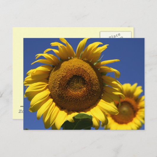 Sonnenblume Postkarte (Vorne/Hinten)